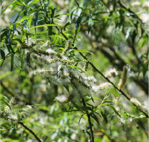 White Willow Bark Tree