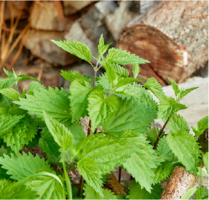 Nettle Root Liquid Extract
