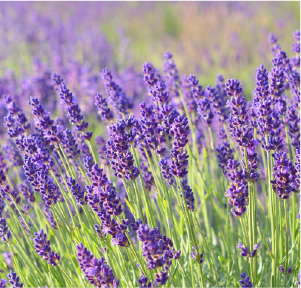 Lavender Maillette Essential Oil Certified Organic