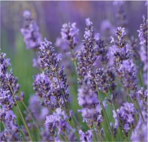 Lavender Maillette Essential Oil