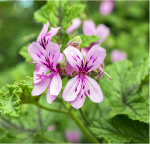 Geranium Bourbon Madagascan Essential Oil