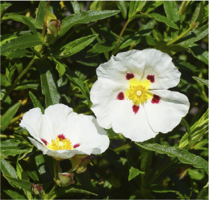 Cistus Essential Oil