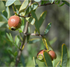 Australian Sandalwood Essential Oil